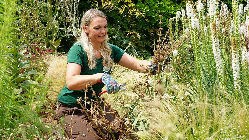 Die Gärtnerinnen der Garten Tulln stellen den Kletterpflanzengarten vor