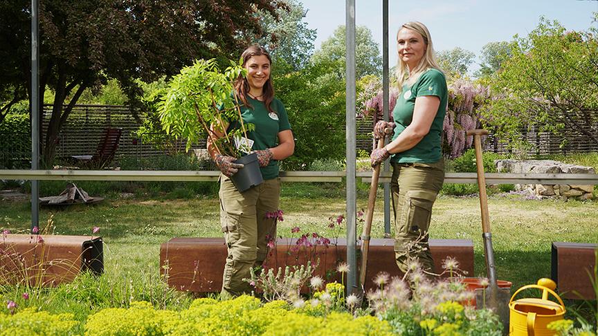Die Gärtnerinnen der Garten Tull setzen Kletterpflanzen ein.