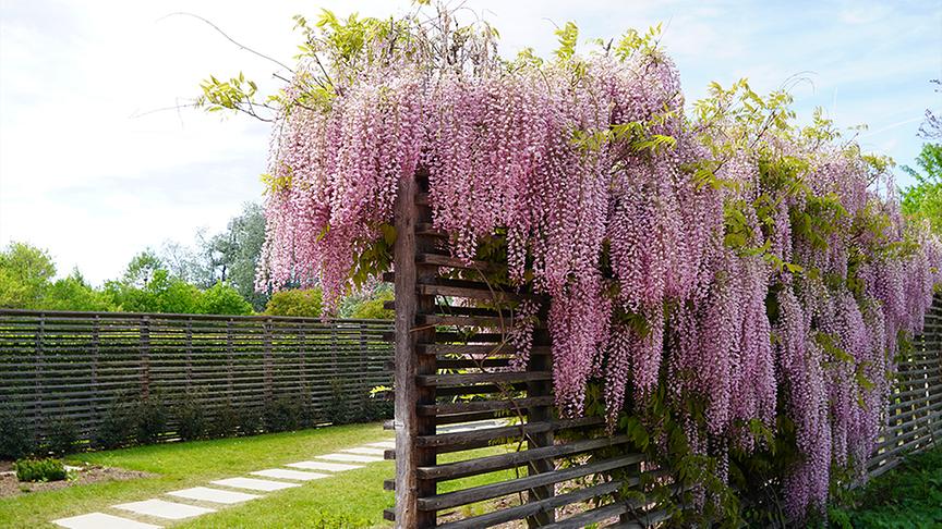 Die Gärtnerinnen der Garten Tull setzen Kletterpflanzen ein.