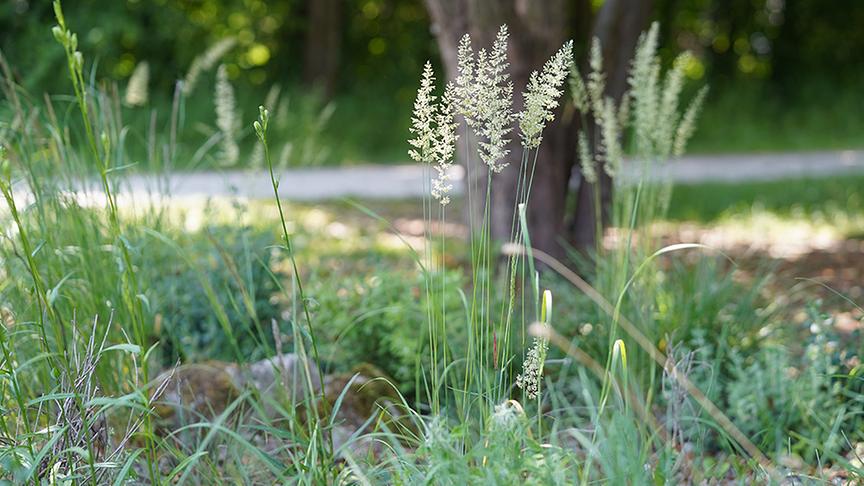 Auf der Garten Tulln wird ein Klimawandelgarten angelegt