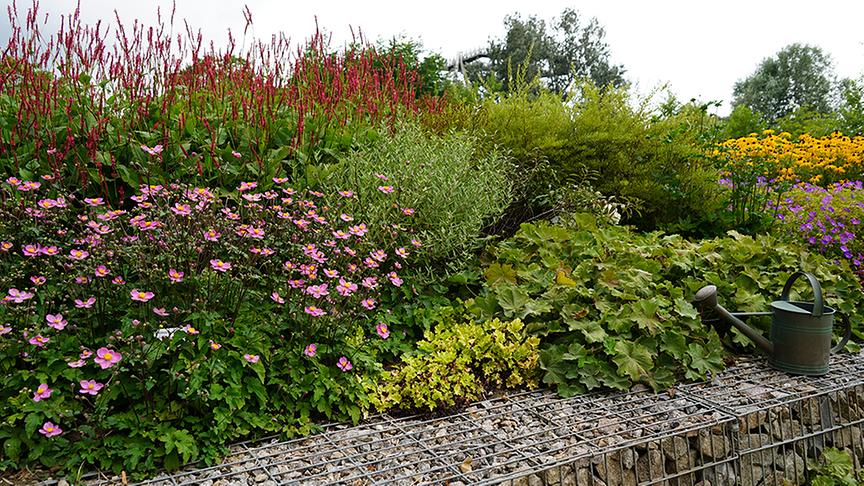 © Leopold Mayrhofer/Natur im Garten  Im Kompetenzzentrum Gartenbau werden neue und beliebte Gartenpflanzen präsentiert.