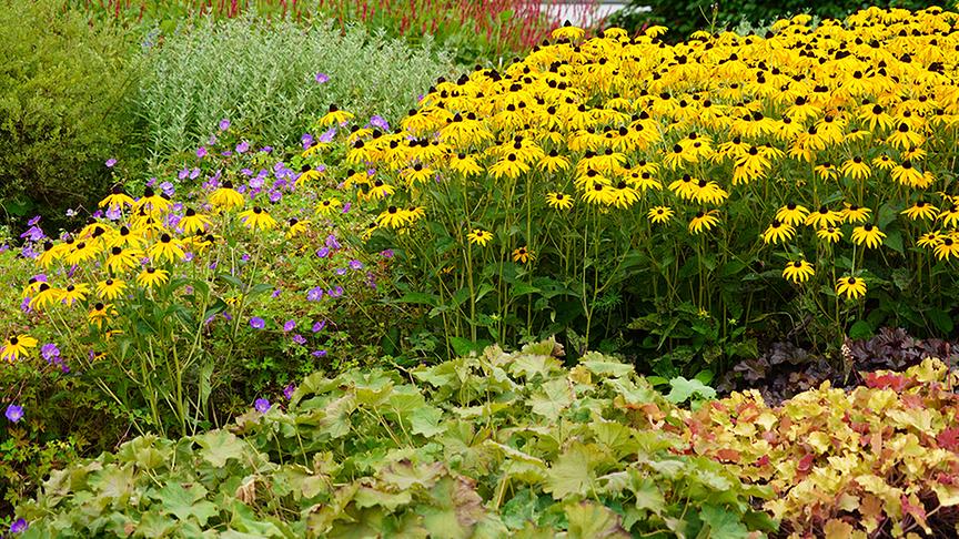 © Leopold Mayrhofer/Natur im Garten  Im Kompetenzzentrum Gartenbau werden neue und beliebte Gartenpflanzen präsentiert.