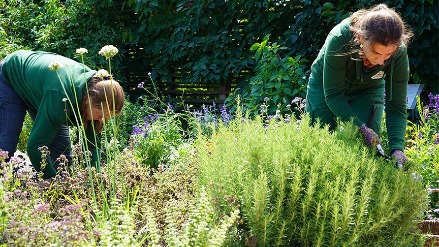 © Leopold Mayrhofer/Natur im Garten  Im Kompetenzzentrum Gartenbau werden neue und beliebte Gartenpflanzen präsentiert.