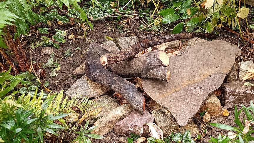 © Foto: Natur im Garten/ Leopold Mayrhofer Für Salamander, Kröte und Co. werden schattige und feuchte Nischen und Verstecke angelegt.