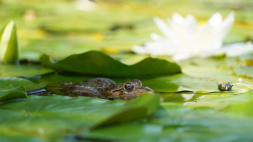 Die Gärtnerinnen der Garten arbeiten an Mottogärten