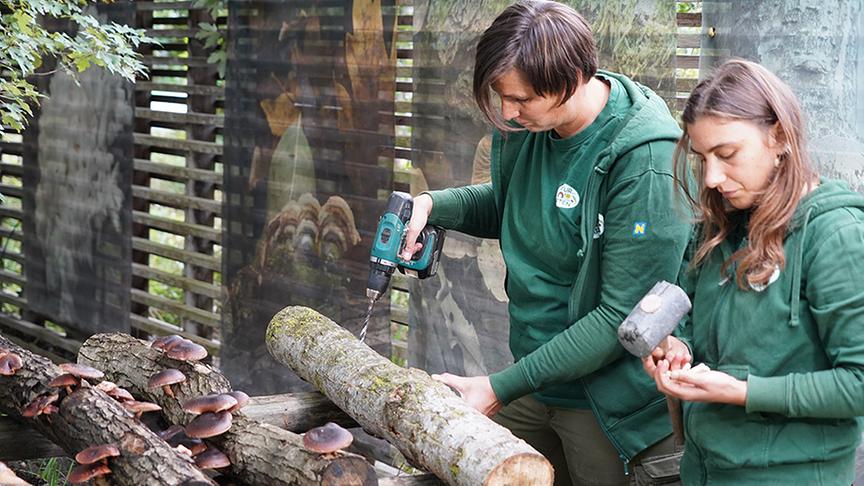Die Gärtnerinnen der Garten Tulln bearbeiten Baumstämme für die Pilzzucht mit Bohrmaschine und Hammer.