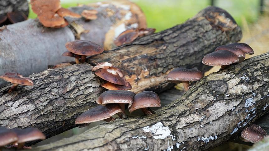 Shiitake-Pilze wachsen auf einem Baumstamm.