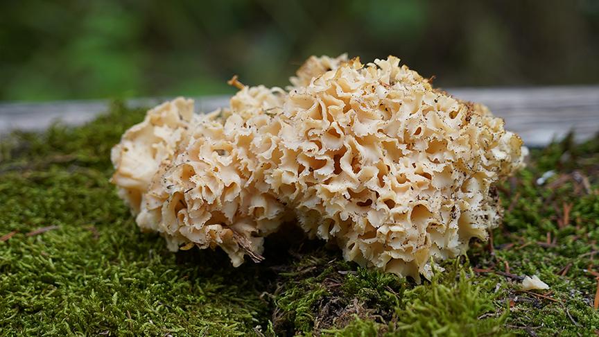 Die hellbeige, stark gekräuselte Krause Glucke wächst auf moosigem Waldboden.