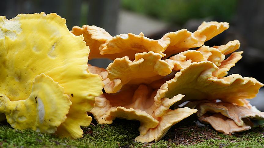Gelb-orange, fächerförmig wachsende Schwefelporlinge.