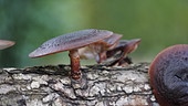 Shiitake-Pilze wachsen auf einem Baumstamm.
