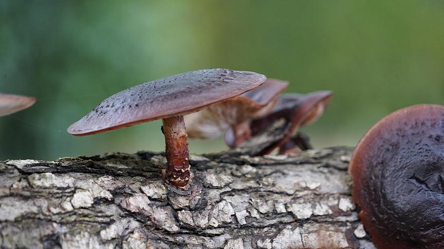 Shiitake-Pilze wachsen auf einem Baumstamm.