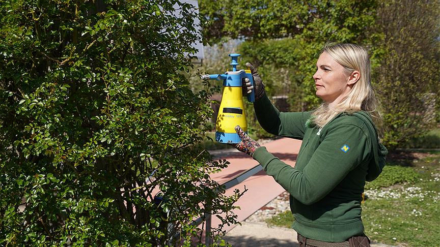 Die Gärtnerinnen der Garten Tulln widmen sich dem Schutz und der Stärkung von Rosen