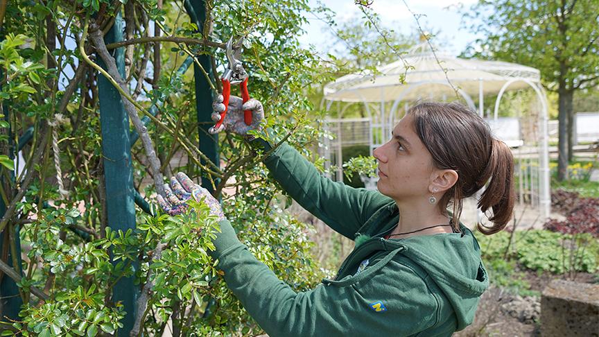 Die Gärtnerinnen der Garten Tulln widmen sich dem Schutz und der Stärkung von Rosen