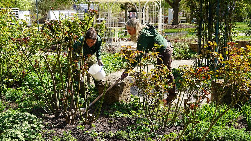 Die Gärtnerinnen der Garten Tulln widmen sich dem Schutz und der Stärkung von Rosen
