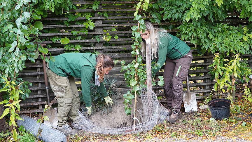 Auf der Garten Tulln wird platzsparendes Säulenobst gepflanzt.