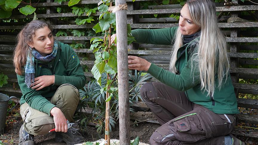 © Foto: Natur im Garten/ Leopold Mayrhofer Auf der Garten Tulln wird platzsparendes Säulenobst gepflanzt.