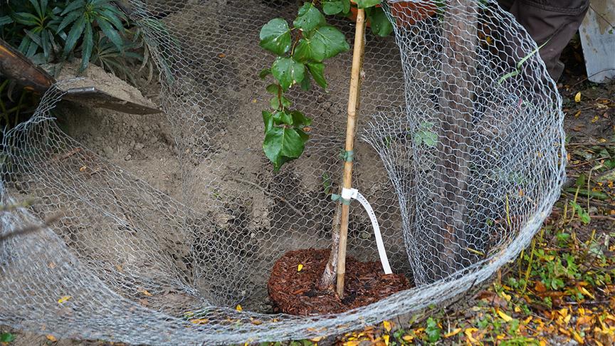 Auf der Garten Tulln wird platzsparendes Säulenobst gepflanzt.