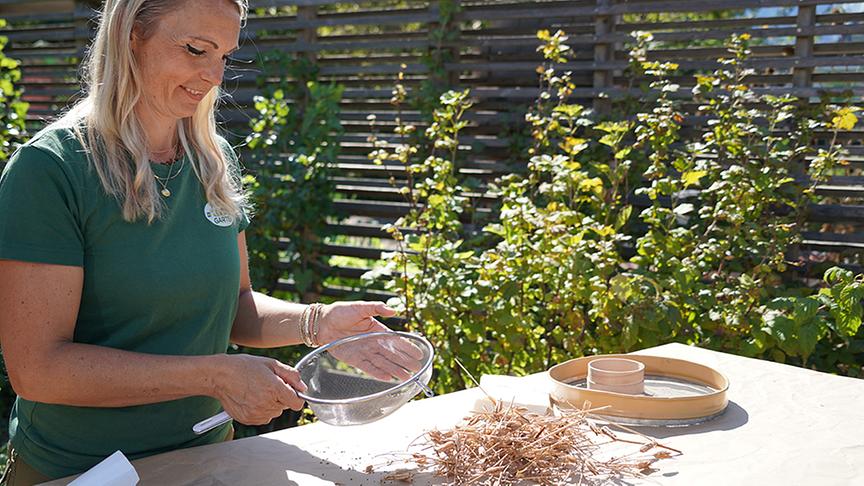 Die Gärtnerinnen der Garten Tull zeigen, wie Sie Samen trocknen und richtig lagern können.