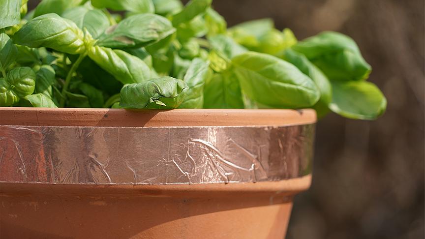 Die Gärtnerinnen der Garten Tulln bringen einen Schneckenschutz an.