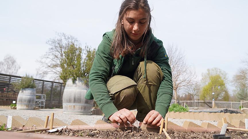 Die Gärtnerinnen der Garten Tulln bringen einen Schneckenschutz an.