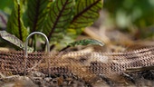 Die Gärtnerinnen der Garten Tulln bringen einen Schneckenschutz an.
