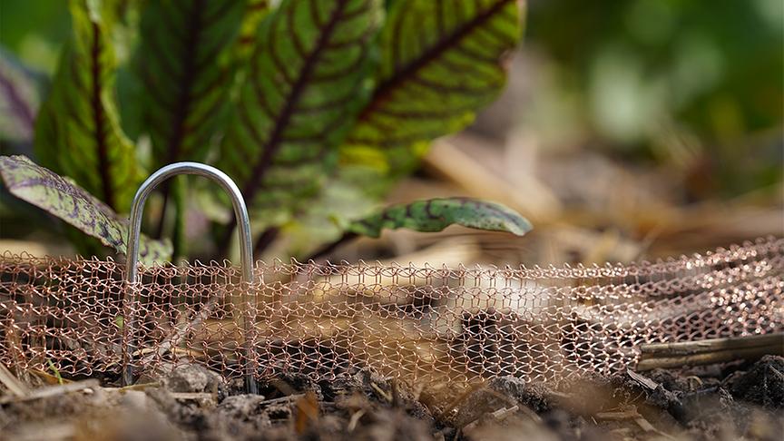 Die Gärtnerinnen der Garten Tulln bringen einen Schneckenschutz an.