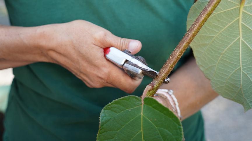 © Natur im Garten/ Leopold Mayrhofer Bei der vegetativen Vermehrung entsteht eine neue Pflanze ausschließlich aus sich teilenden Zellen der Mutterpflanze. Die Gärtnerinnen der Garten Tulln zeigen, wie das funktioniert.