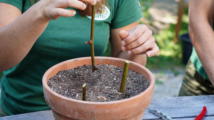 © Natur im Garten/ Leopold Mayrhofer Bei der vegetativen Vermehrung entsteht eine neue Pflanze ausschließlich aus sich teilenden Zellen der Mutterpflanze. Die Gärtnerinnen der Garten Tulln zeigen, wie das funktioniert.