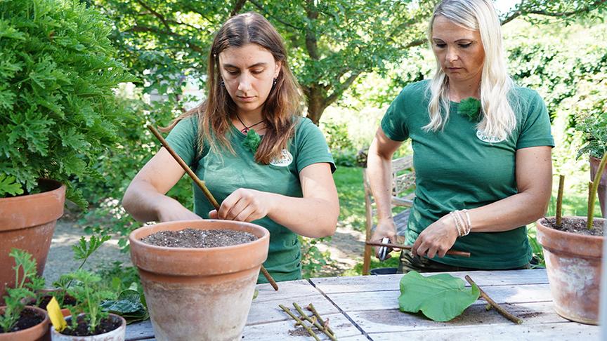 © Natur im Garten/ Leopold Mayrhofer Bei der vegetativen Vermehrung entsteht eine neue Pflanze ausschließlich aus sich teilenden Zellen der Mutterpflanze. Die Gärtnerinnen der Garten Tulln zeigen, wie das funktioniert.