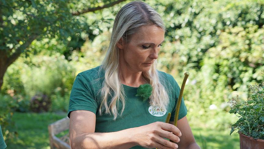 © Natur im Garten/ Leopold Mayrhofer Bei der vegetativen Vermehrung entsteht eine neue Pflanze ausschließlich aus sich teilenden Zellen der Mutterpflanze. Die Gärtnerinnen der Garten Tulln zeigen, wie das funktioniert.