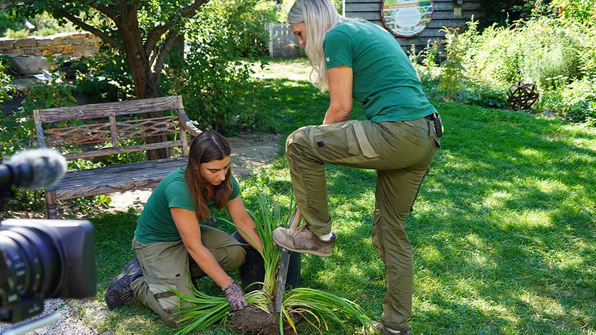 © Natur im Garten/ Leopold Mayrhofer Bei der vegetativen Vermehrung entsteht eine neue Pflanze ausschließlich aus sich teilenden Zellen der Mutterpflanze. Die Gärtnerinnen der Garten Tulln zeigen, wie das funktioniert.
