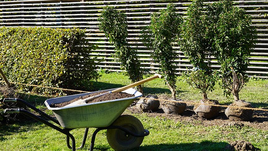 Die Gärtnerinnen der Garten Tulln pflanzen Hecken als Sichtschutz.