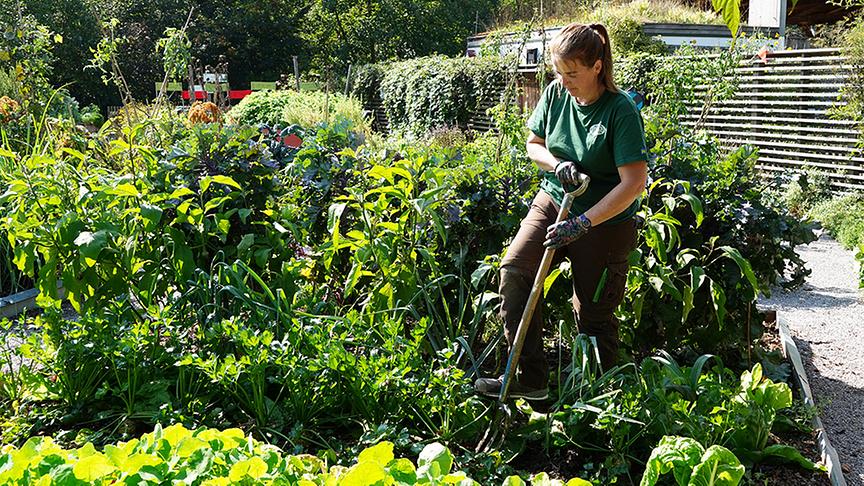 Themengarten "Bauerngarten" auf der Garten Tulln