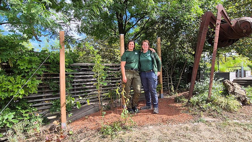 Auf der Garten Tulln wird ein Brombeerspalier hochgezogen.