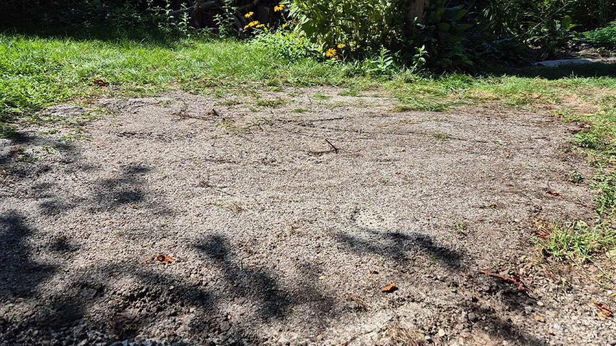 Auf der Garten Tulln wird ein Kräuterrasen angesät.