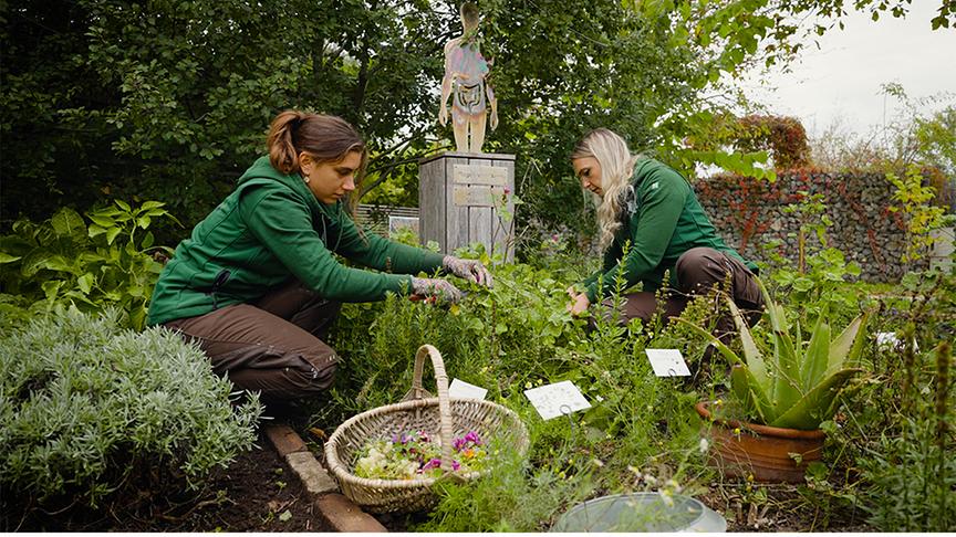 Über 80 verschiedene Heilkräuter wachsen im Naturapotheke-Garten auf der Garten Tulln.