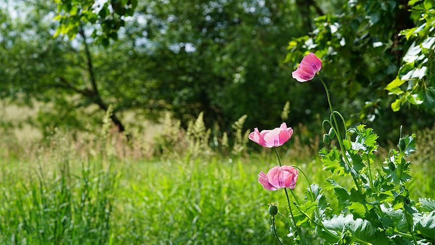 Im Gartenparadies von Gitti Watzl