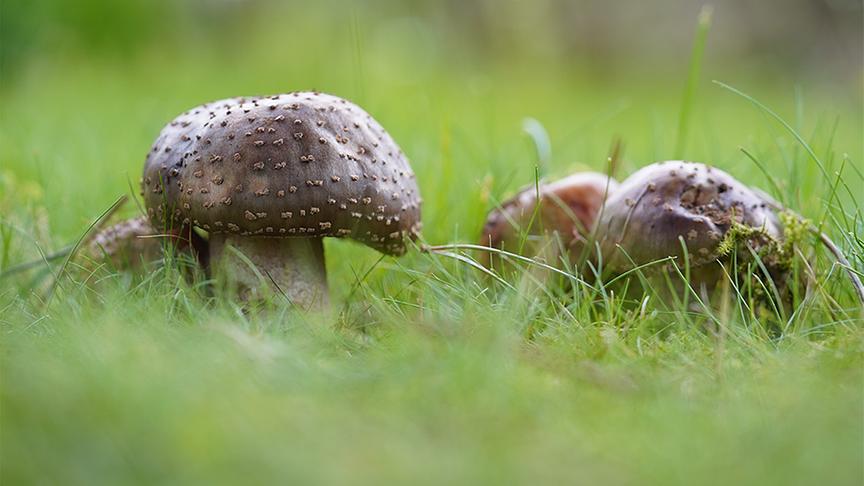 Im Gartenparadies von Gitti Watzl