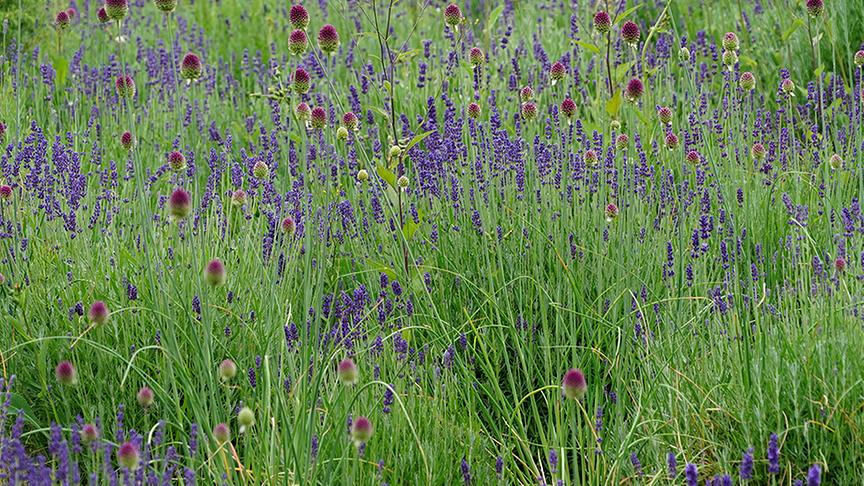Einblick in den Gastgarten