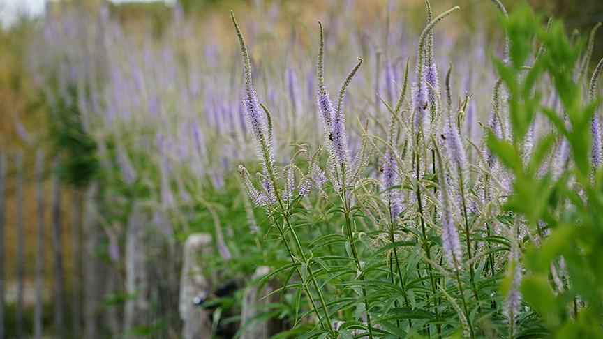Einblick in den Gastgarten