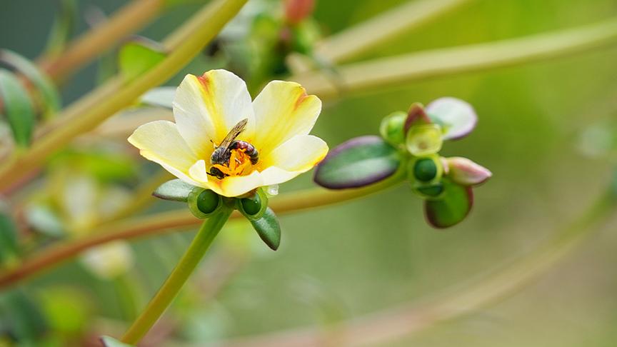 © Natur im Garten/ Leopold Mayrhofer Zu Besuch im Garten von Andreas Peschik