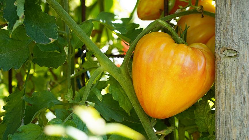 © Natur im Garten/ Leopold Mayrhofer Zu Besuch im Garten von Andreas Peschik