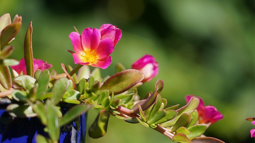 © Natur im Garten/ Leopold Mayrhofer Zu Besuch im Garten von Andreas Peschik
