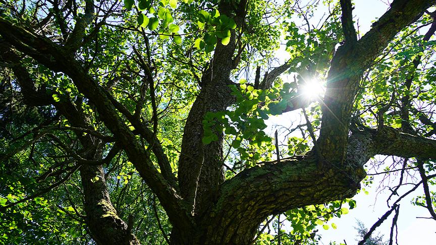 Karl Ploberger besucht den Garten von Barbara Schmidt