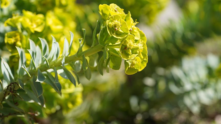 Karl Ploberger besucht den Garten von Barbara Schmidt