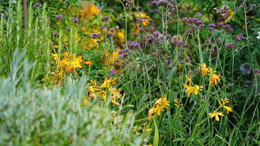 Zu Besuch im Garten von Dominic Urban