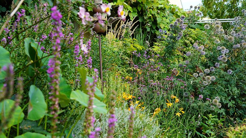 Zu Besuch im Garten von Dominic Urban
