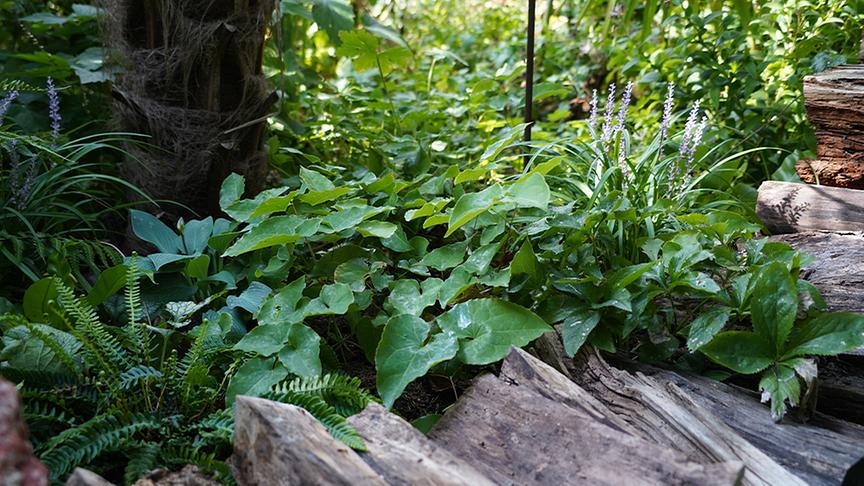 Zu Besuch im Garten von Dominic Urban