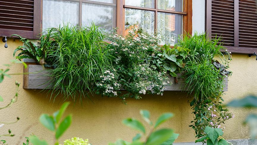 Zu Besuch im Garten von Dominic Urban