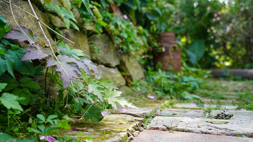 Zu Besuch im Garten von Dominic Urban
